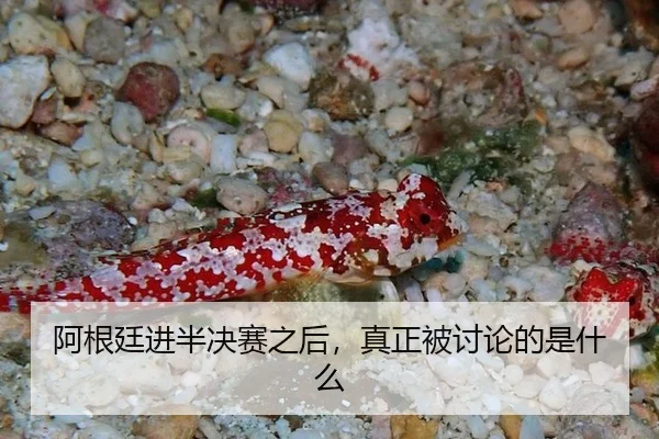 阿根廷进半决赛之后，真正被讨论的是什么